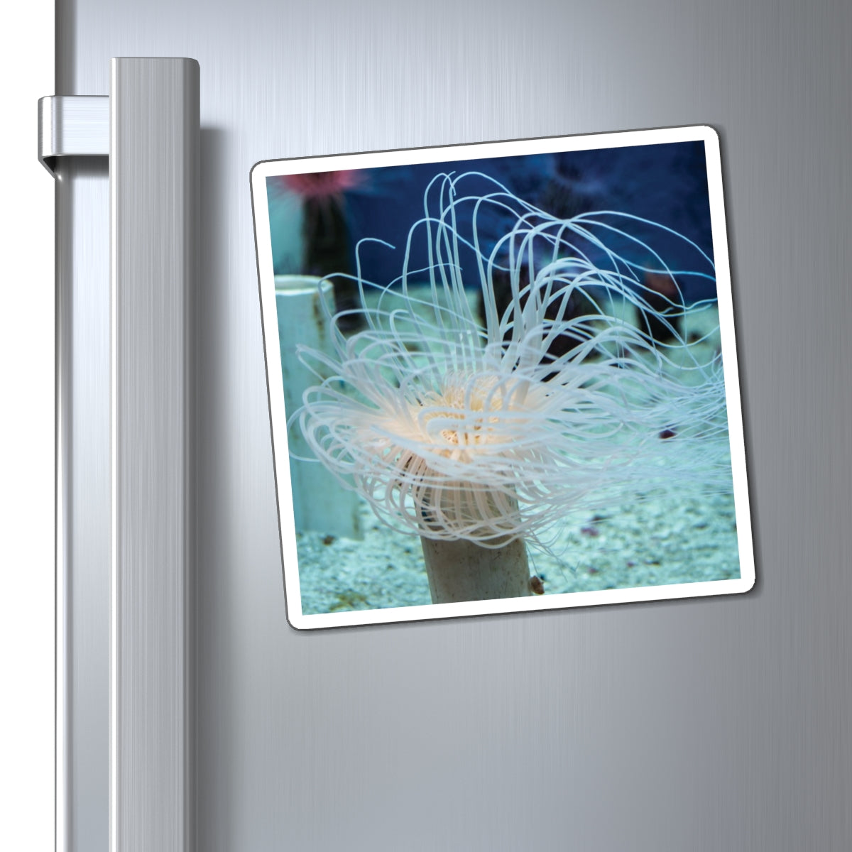 Colorful Sea Anemones Under Water Photography - Magnets