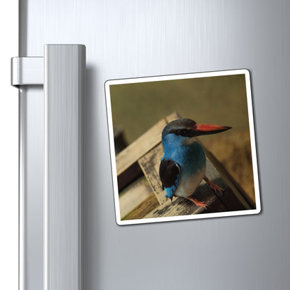 Perching Blue Kingfisher Photography - Bird Nerd Magnets
