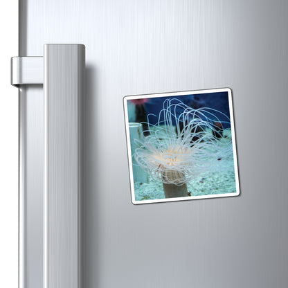 Colorful Sea Anemones Under Water Photography - Magnets