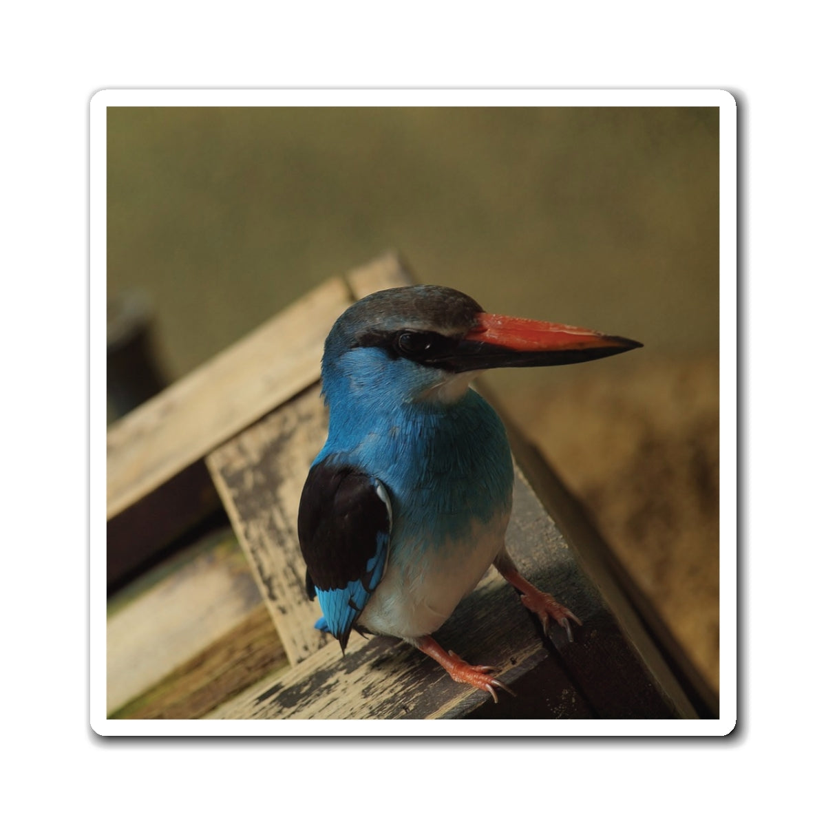 Perching Blue Kingfisher Photography - Bird Nerd Magnets