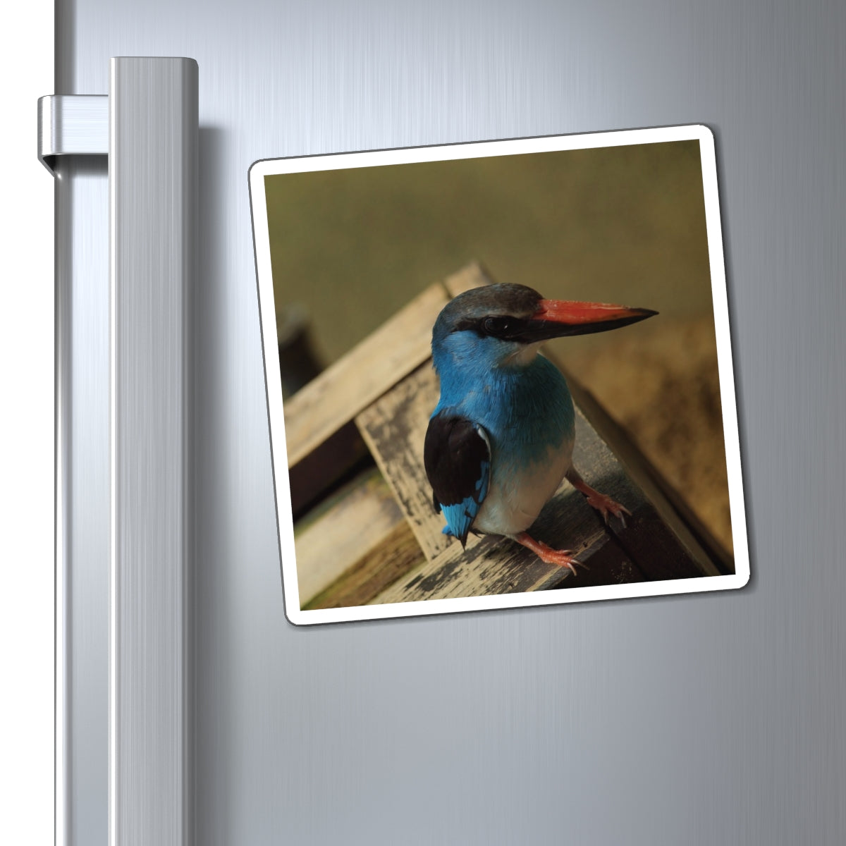 Perching Blue Kingfisher Photography - Bird Nerd Magnets