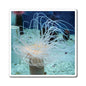 Colorful Sea Anemones Under Water Photography - Magnets