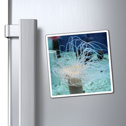 Colorful Sea Anemones Under Water Photography - Magnets