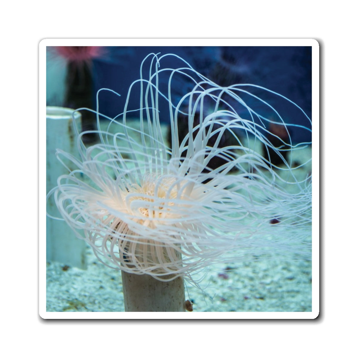 Colorful Sea Anemones Under Water Photography - Magnets