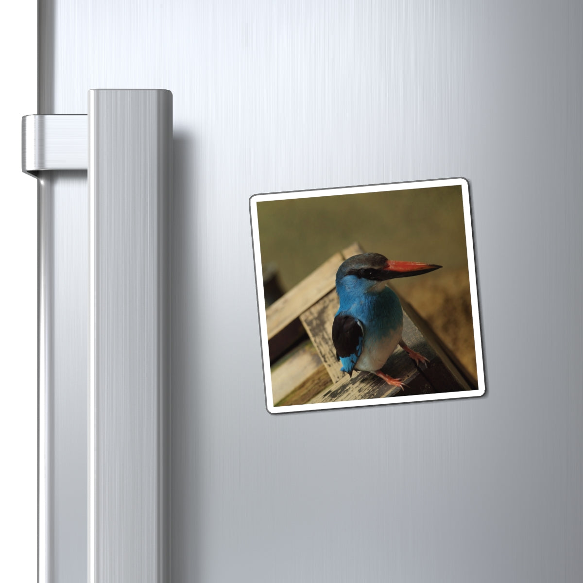 Perching Blue Kingfisher Photography - Bird Nerd Magnets