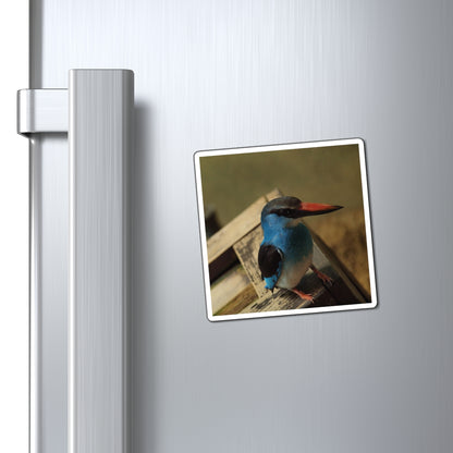 Perching Blue Kingfisher Photography - Bird Nerd Magnets