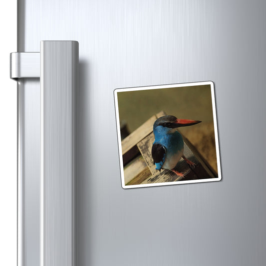 Perching Blue Kingfisher Photography - Bird Nerd Magnets